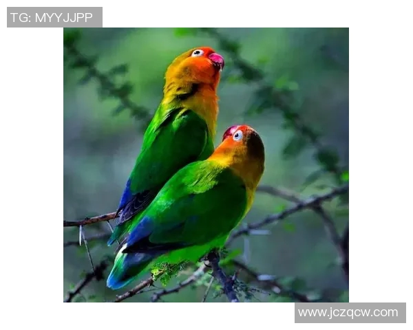 雄鹿栖息地与生态保护：探索自然界中强大霸主的生存智慧与挑战